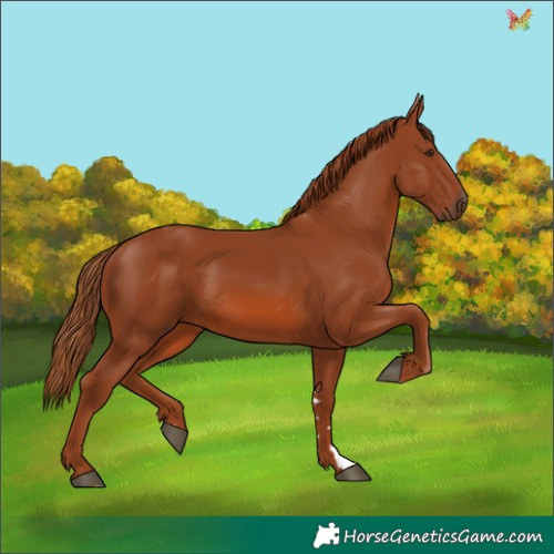 Horse Color:Chestnut 