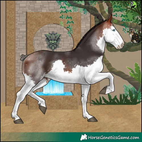 Horse Color:Bay Splash 