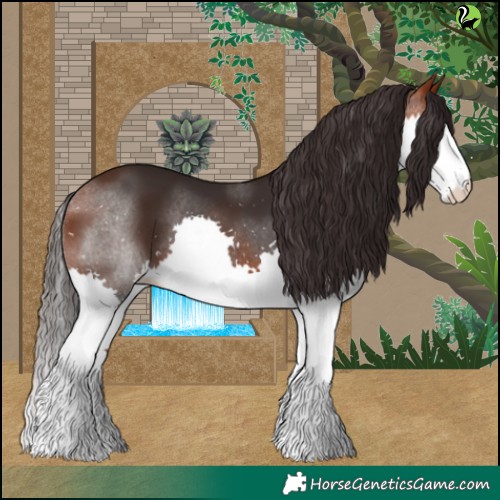 Horse Color:Bay Splash 