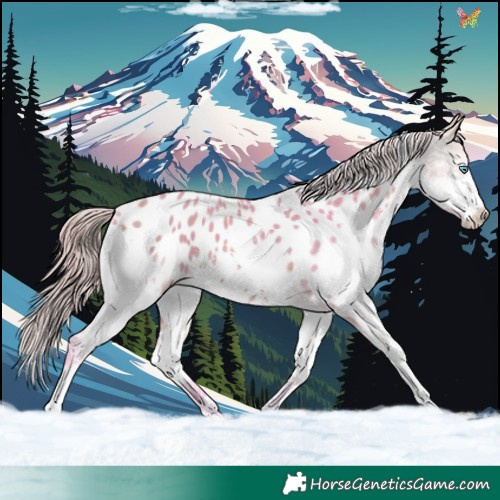 Horse Color:Watercolor Buckskin Splash Tobiano Near Leopard 