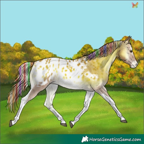Horse Color:Painted Palomino Onyx Tobiano Appaloosa 
