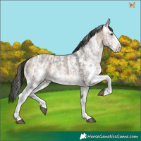 Horse Color:Bay Ice Dun Sabino 