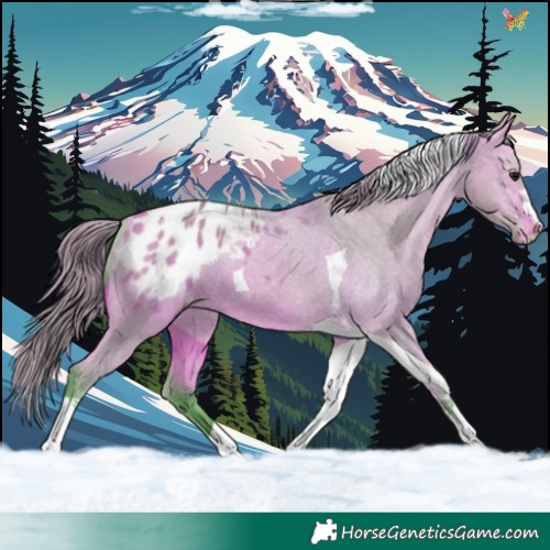 Horse Color:Watercolor Bay Dun Tobiano Appaloosa 