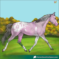 Horse Color:Watercolor Bay Dun Tobiano Appaloosa 