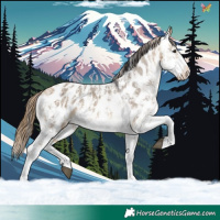 Horse Color:Buckskin Ice Dun Sabino Appaloosa 