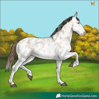 Horse Color:Buckskin Ice Dun Sabino Appaloosa