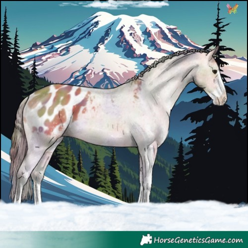 Horse Color:Nacre White Spotted Brown Dun Blanket 