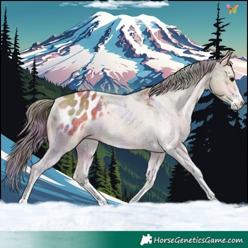 Horse Color:Nacre White Spotted Brown Dun Appaloosa 