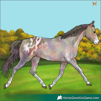 Horse Color:Nacre White Spotted Brown Dun Appaloosa 
