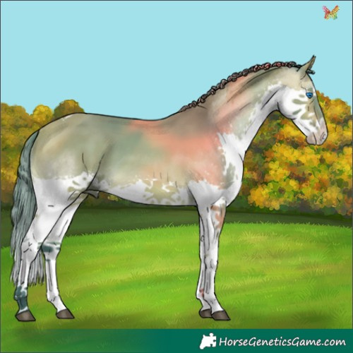 Horse Color:Watercolor Buckskin Splash Tobiano 