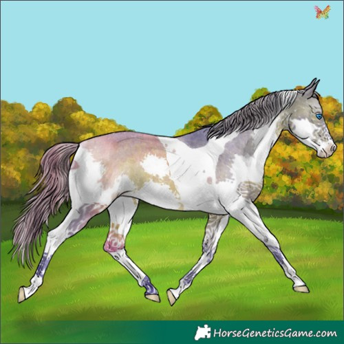Horse Color:Watercolor Brown Splash Tobiano Appaloosa Rabicano 