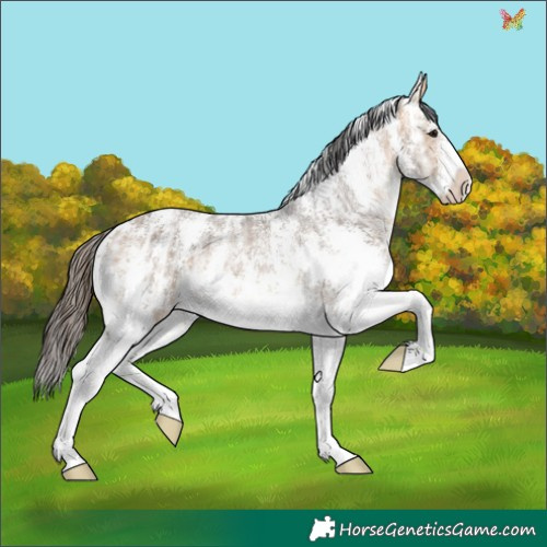 Horse Color:Buckskin Ice Sabino 