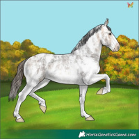 Horse Color:Buckskin Ice Sabino 