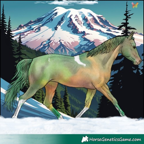 Horse Color:Watercolor Brown Tobiano Appaloosa 