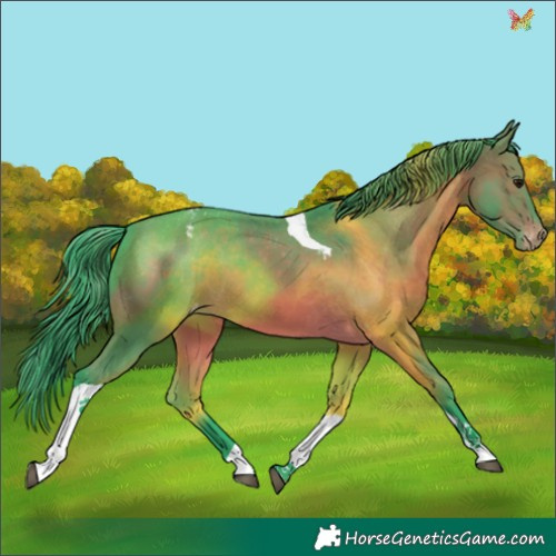 Horse Color:Watercolor Brown Tobiano Appaloosa 