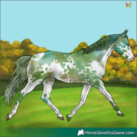 Horse Color:Watercolor Bay Splash Tobiano Appaloosa