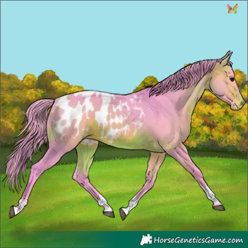 Horse Color:Watercolor Bay Tobiano Appaloosa 