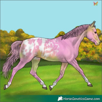 Horse Color:Watercolor Bay Tobiano Appaloosa 