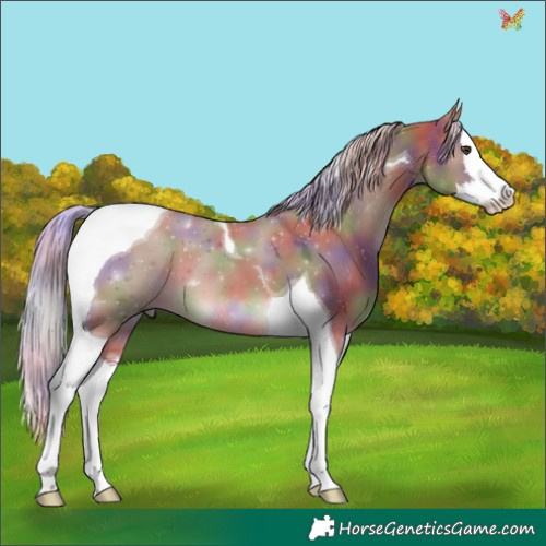 Horse Color:Nacre White Spotted Chocolate Palomino Dun Splash Tobiano 