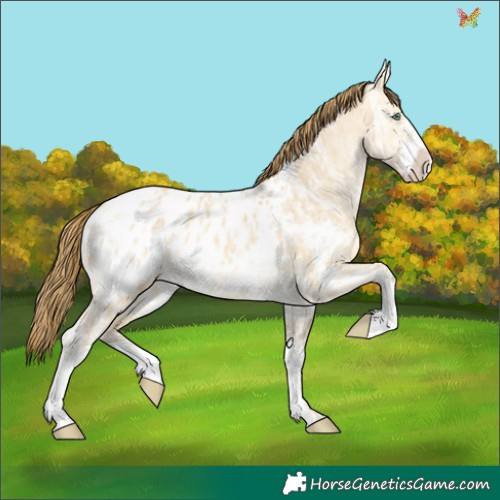 Horse Color:Amber Cream Champagne Ice Dun Sabino Appaloosa Rabicano 