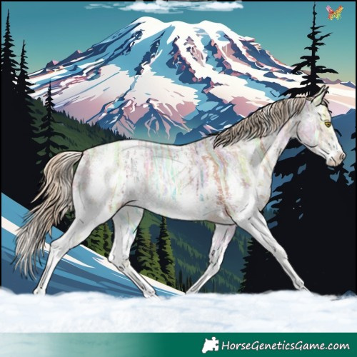 Horse Color:Gold Champagne Ice Sabino