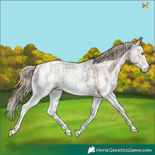 Horse Color:Gold Champagne Ice Sabino