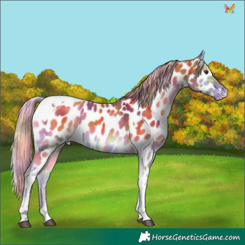 Horse Color:Nacre Palomino Onyx Tobiano Appaloosa 