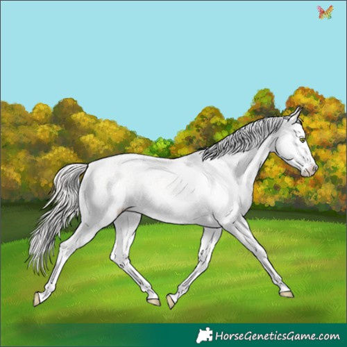 Horse Color:Silver Sable Champagne Ice Sabino 