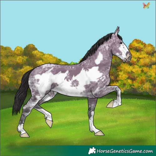 Horse Color:Smoky Grullo Ice Frame 