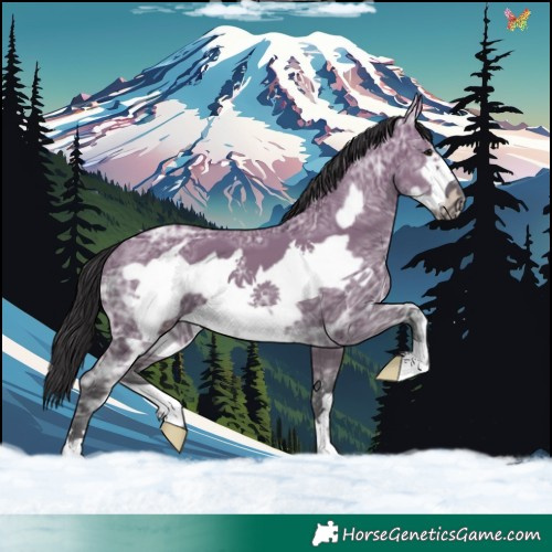Horse Color:Smoky Grullo Ice Frame 