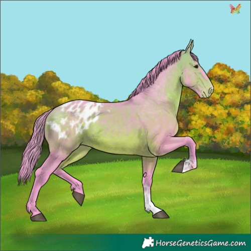 Horse Color:Watercolor Bay Sabino Appaloosa 