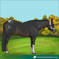 Horse Color:Brown Tobiano 