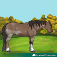 Horse Color:Liver Red Dun Tobiano 
