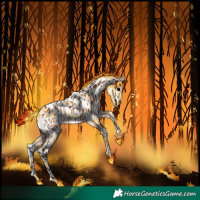 Horse Color:Bay Appaloosa