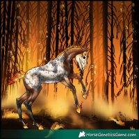 Horse Color:Bay Appaloosa