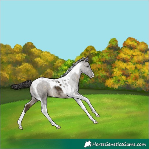 Horse Color:Buckskin Tobiano 