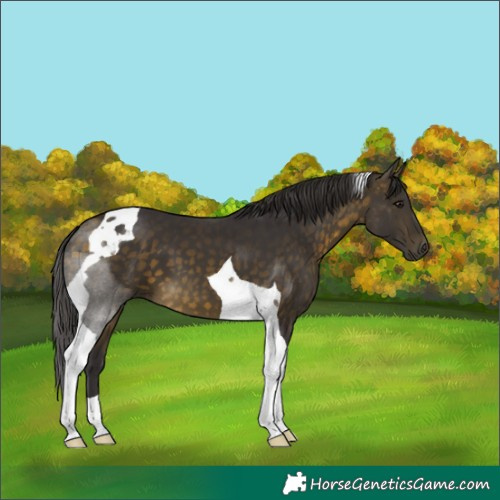 Horse Color:Buckskin Tobiano 