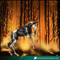 Horse Color:Black Tobiano 