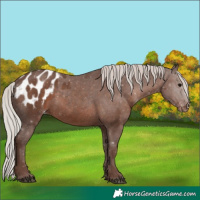 Horse Color:White Spotted Silver Black Appaloosa 