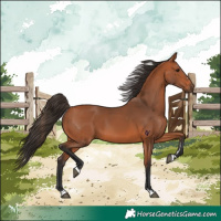 Horse Color:Bay 