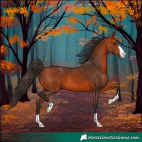 Horse Color:Bay 