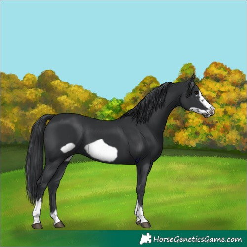 Horse Color:Black Frame 