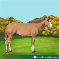 Horse Color:Chestnut Splash Frame 