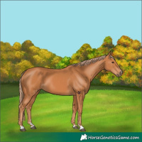 Horse Color:Chestnut 