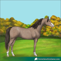 Horse Color:Classic Champagne
