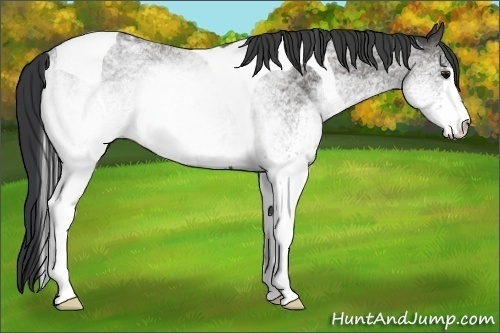 Horse Color:Unknown 