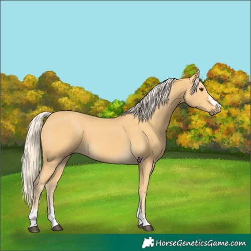Horse Color:Palomino 