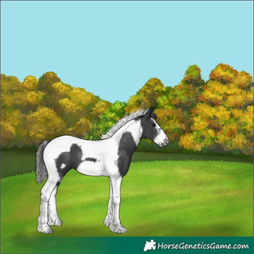 Horse Color:Black Splash Tobiano Frame 