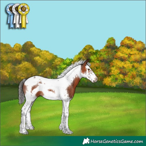 Horse Color:Bay Splash Tobiano Frame 