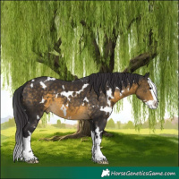 Horse Color:White Spotted Buckskin Splash 